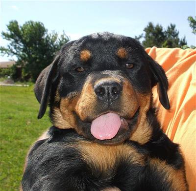 AKC GERMAN ROTT-CHAMPION BLOODLINES Female