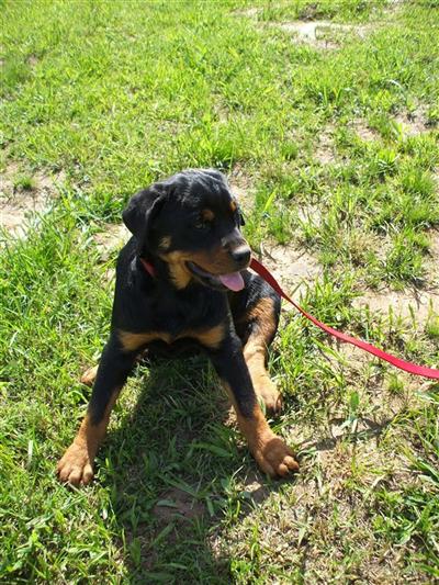 AKC GERMAN ROTTWEILER PUPPIES Female READY NOW 