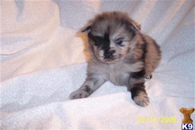 AKC  BLUE MERLE MALE POM