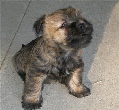 Colorado Cairn Terrier Puppies