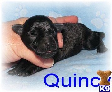 Christmas Schnoodle Puppies