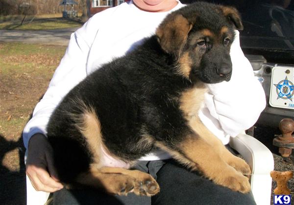 German Shepherd puppy--Sire and Dam European Imports--Working narcotics detection K9