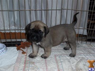 English Mastiff Puppies Ready to Go
