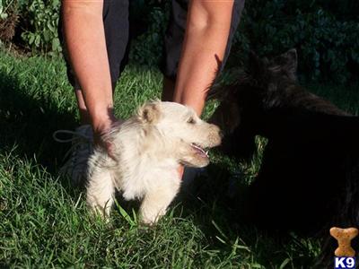 Absolutely beautiful scottie pups for sale