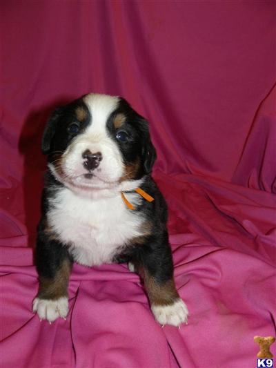 AKC BERNESE MT DOG