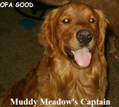 AKC Dark Golden Retrievers