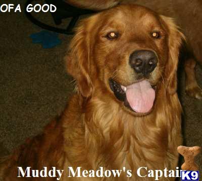 Christmas Goldens are here 