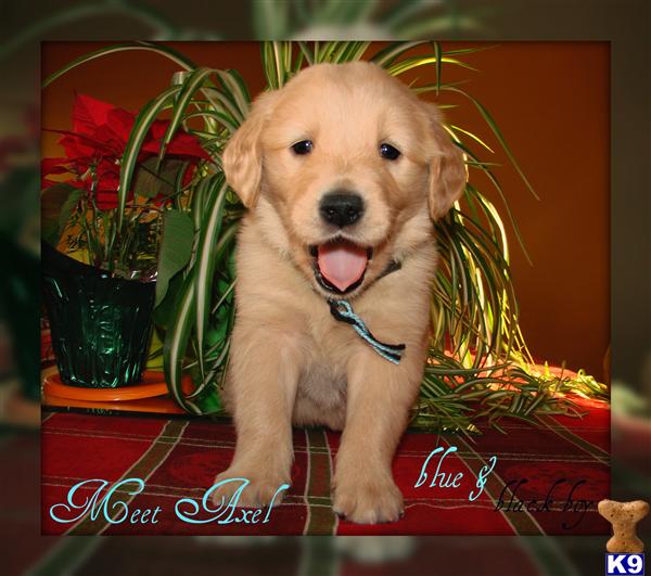 golden retriever puppies for sale in pa. AKC Golden Retriever Puppies
