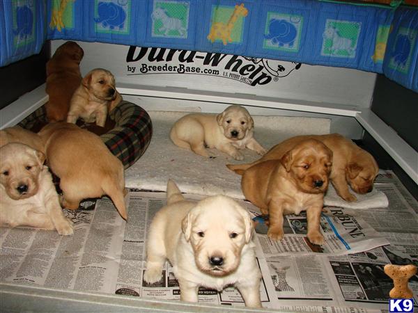 golden retriever puppies for sale in pa. AKC Golden Retriever Puppies