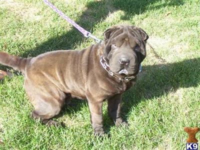 winston