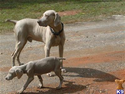 Weimaraners at their finest...