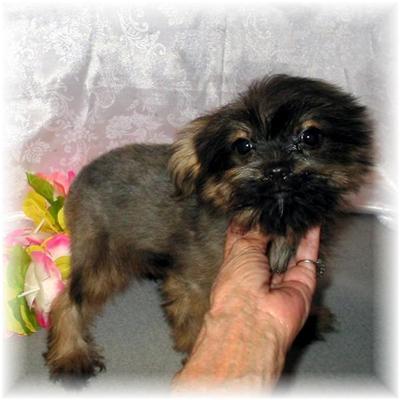 Sm. E. T. Designer breed  