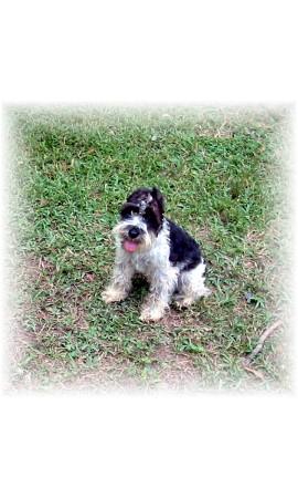 AKC Domino