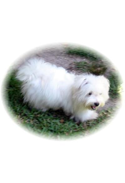 AKC Misty