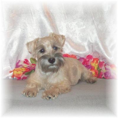AKC 78 Ch. Line Silver  