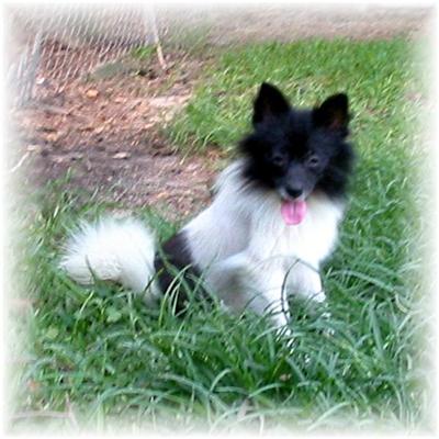 AKC Ch. Line Parti Girl 