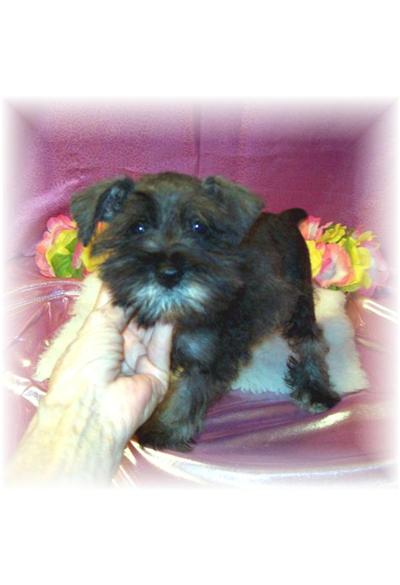 AKC Bridget