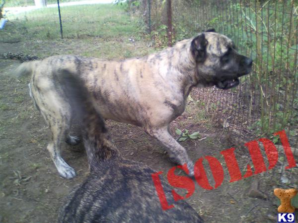 Presa Canario Pups Champion Pedigrees