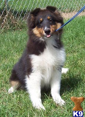 Stunning Tricolor girl who loves people