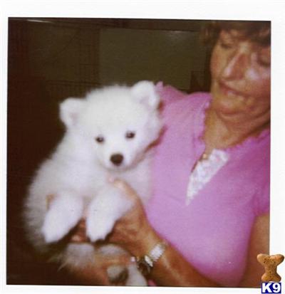American ESkimo Puppis