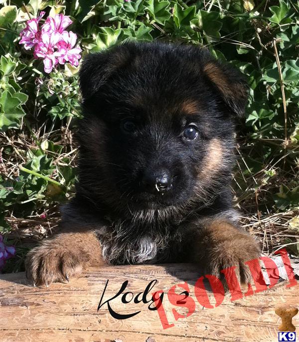 puppies for sale temecula document moved puppies for sale temecula document moved