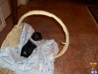 Tiny Toy Sized Schnauzer