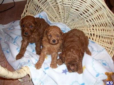 Toy Poodles