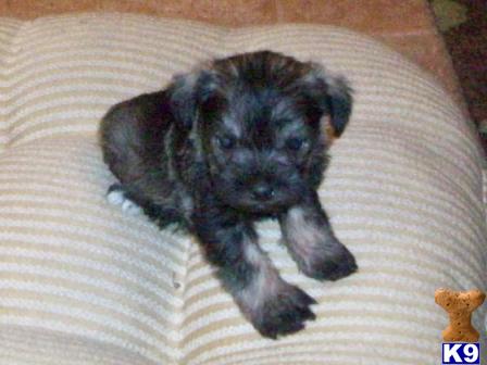 Baby Doll Schnauzers toy size