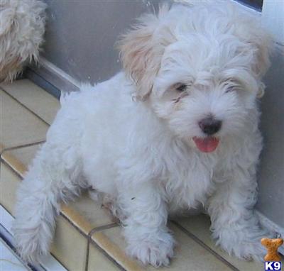 maltese puppy