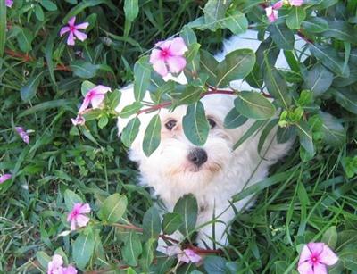 maltese puppy for sale
