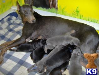 AKC   reg. Doberman  puppy 