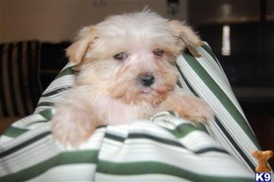 Yorkipoos for Sale