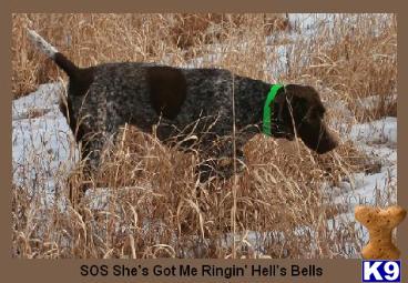 Top Quality GSP pups in PA