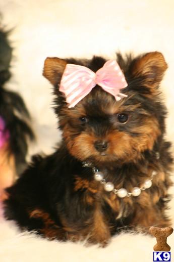 Harley Available Tiny Baby Girl Teacup