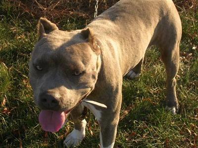 Whiskey UKC/ADBA Gotty Grand