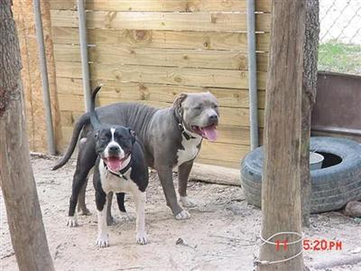 GA. ROCKY BLUE