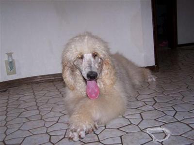Kyley is a precious standard poodle girl