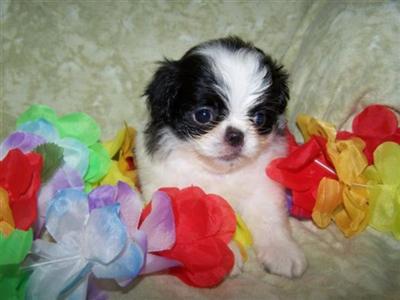 Traven is an adorable AKC reg. Japanese Chin-very loving