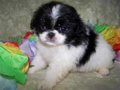 AKC registered  Tank  precious little boy Chin puppy
