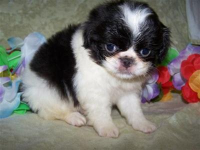 AKC registered boy Tonks family raised