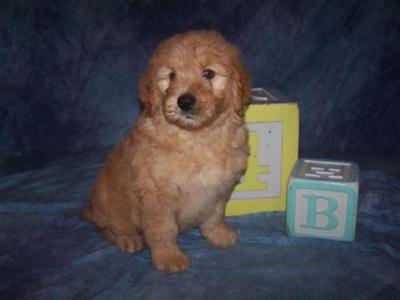 family raised goldendoodle boy Jackson registered with health warranty
