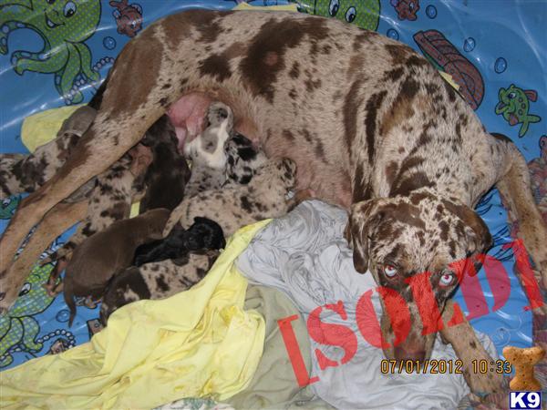 Louisiana Catahoula Leopard Pups