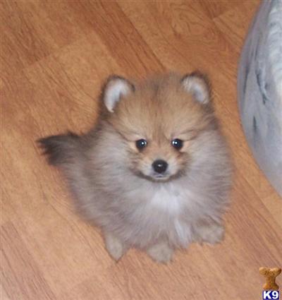 Small Orange Male Pomeranian Puppy