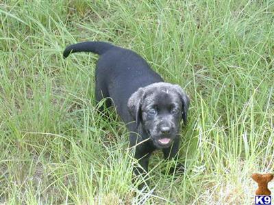 Black pup gone yellows soon