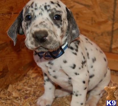 dalmatian puppies for sale in ca document moved dalmatian puppies for sale in ca document moved