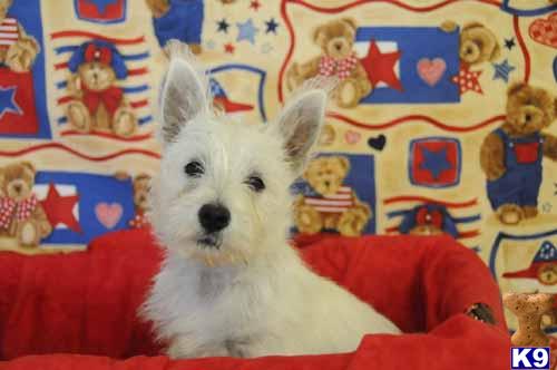 Westie Pups AKC