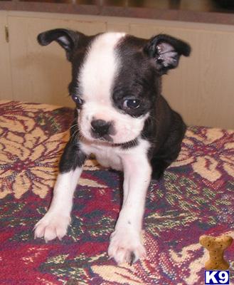 AKC Boston Terrier...JR