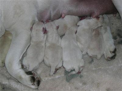 Purebred Lab Pups for sale