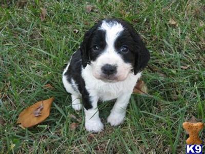 Beautiful English Springer Spaniel Puppies