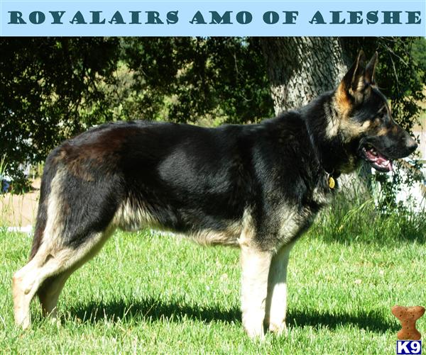 AKC OLD FASHION OVERSIZED TYPE GERMAN SHEPHERD PUPPIES
